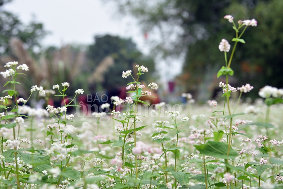 sac xuan them xuan cung hoa tam giac mach