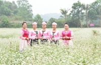 Sắc xuân thêm xuân cùng hoa tam giác mạch