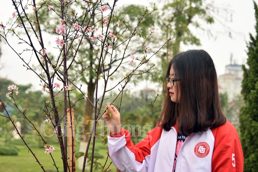 cong vien hoa binh co them 1000 cay hoa anh dao