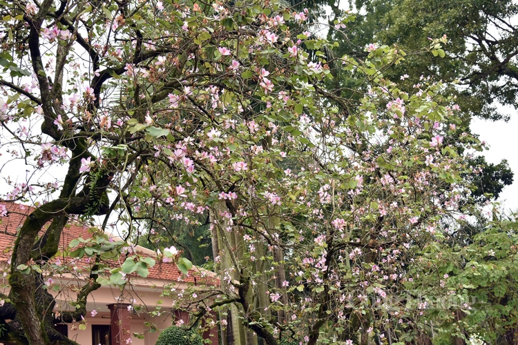 ruc sac hoa ban bung toa giua long ha noi