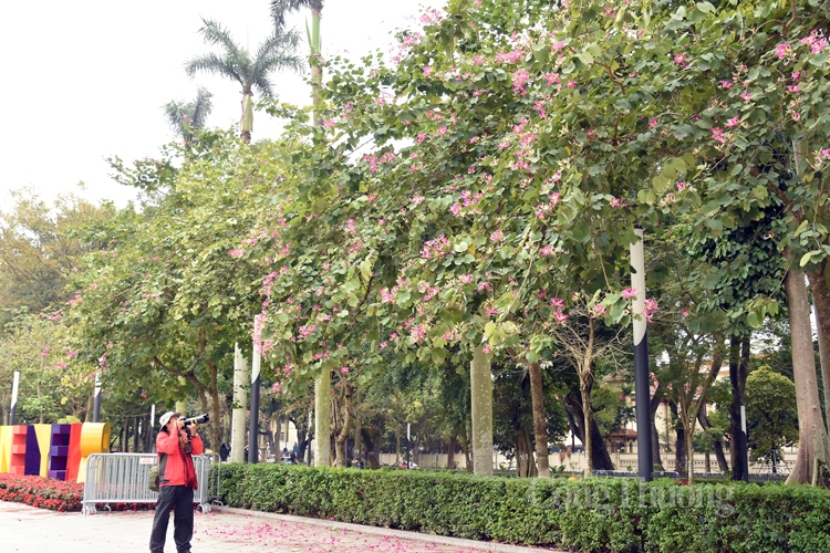 ruc sac hoa ban bung toa giua long ha noi