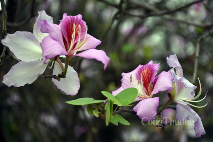 ruc sac hoa ban bung toa giua long ha noi