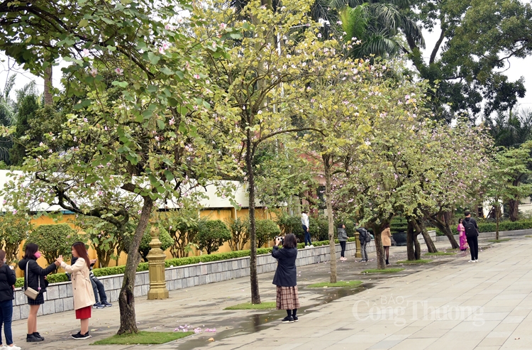 ruc sac hoa ban bung toa giua long ha noi
