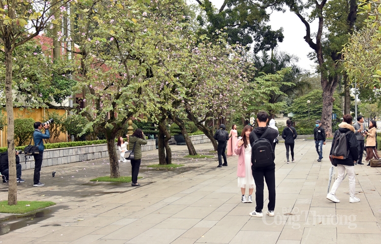 ruc sac hoa ban bung toa giua long ha noi