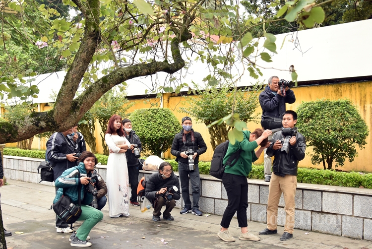 ruc sac hoa ban bung toa giua long ha noi