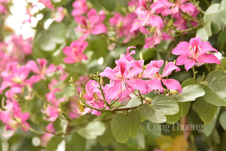 ruc sac hoa ban bung toa giua long ha noi