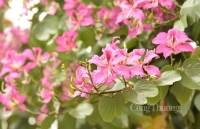Rực sắc hoa ban bung tỏa giữa lòng Hà Nội