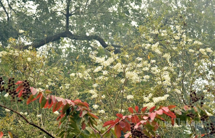tinh khoi mau trang hoa sua