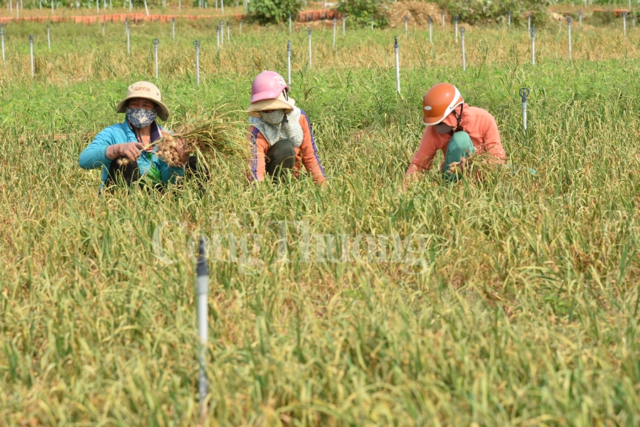 nang tam cho toi ly son