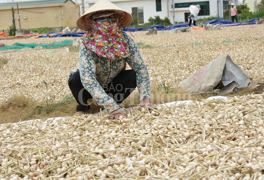 nang tam cho toi ly son