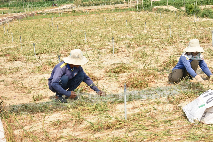 nang tam cho toi ly son