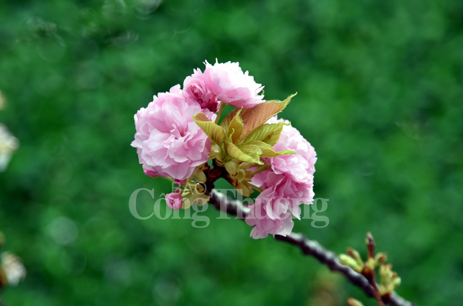 hap dan le hoi hoa anh dao nhat ban ha noi 2019