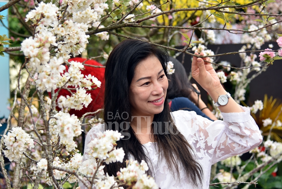 hap dan le hoi hoa anh dao nhat ban ha noi 2019