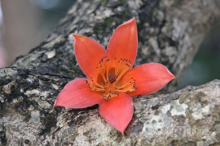 hoa gao thap lua ruc ro giua thu do ha noi