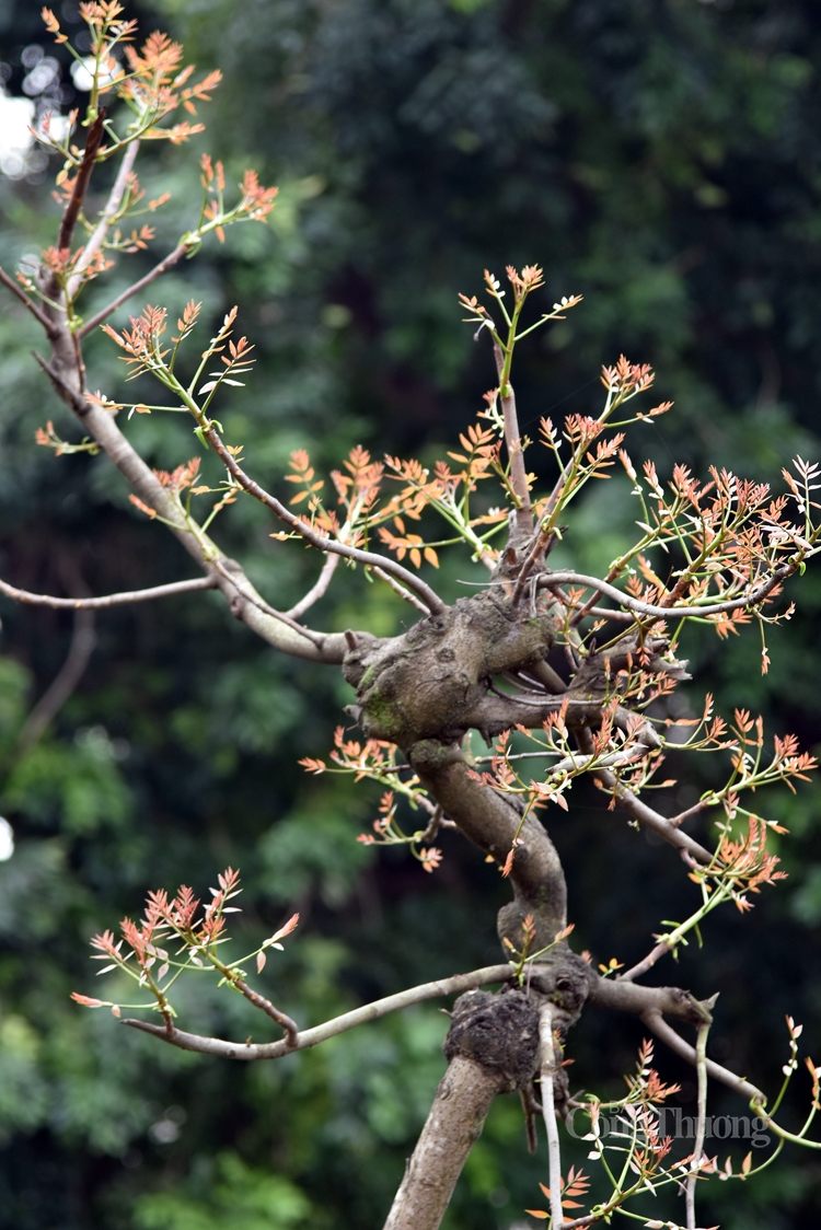 ha noi mua cay thay la