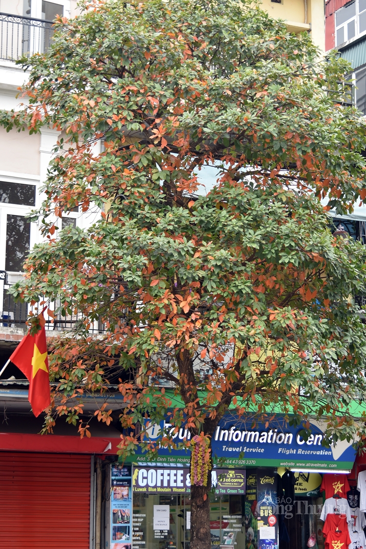 ha noi mua cay thay la