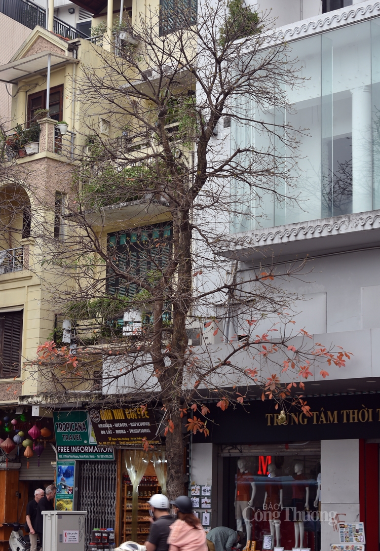 ha noi mua cay thay la