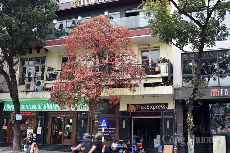 ha noi mua cay thay la