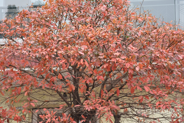 ha noi mua cay thay la