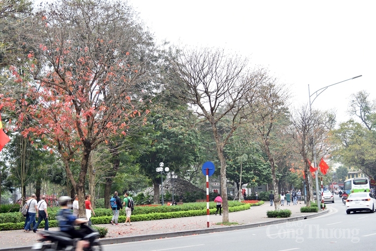 ha noi mua cay thay la