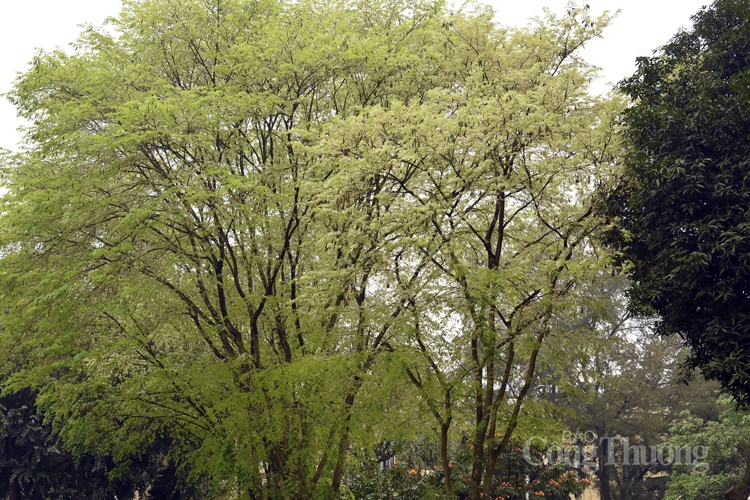 ha noi mua cay thay la