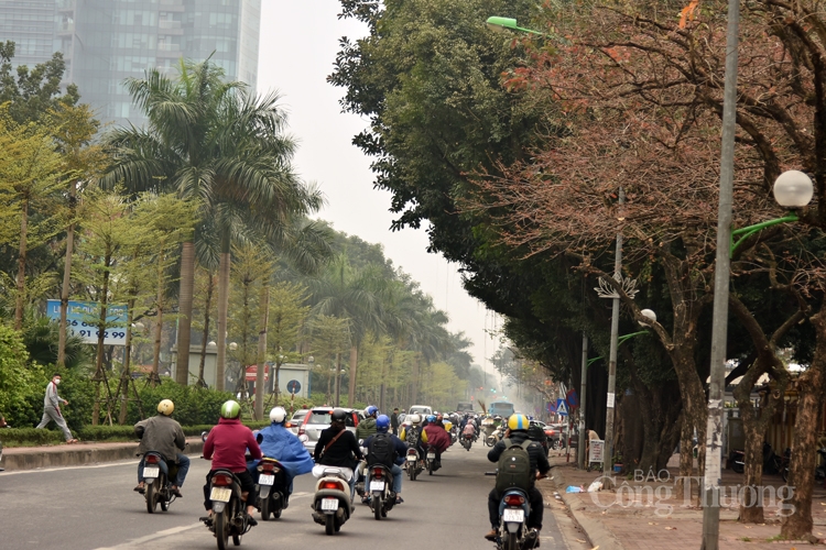 ha noi mua cay thay la