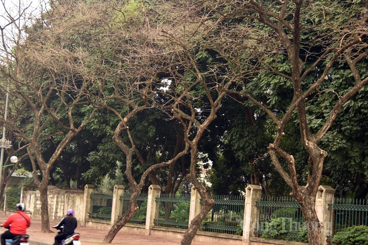 ha noi mua cay thay la