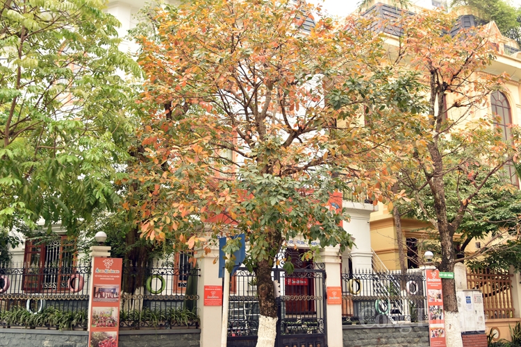 ha noi mua cay thay la