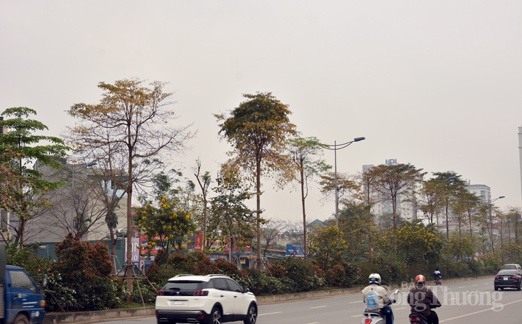 ha noi mua cay thay la