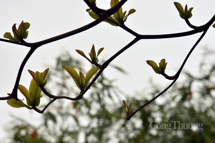 ha noi mua cay thay la