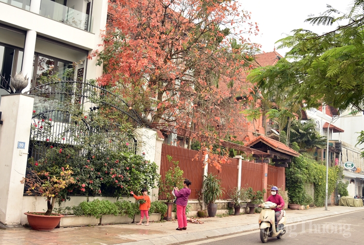 ha noi mua cay thay la