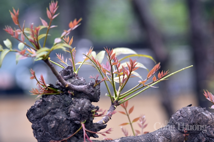 sac thai ha noi khuc giao mua