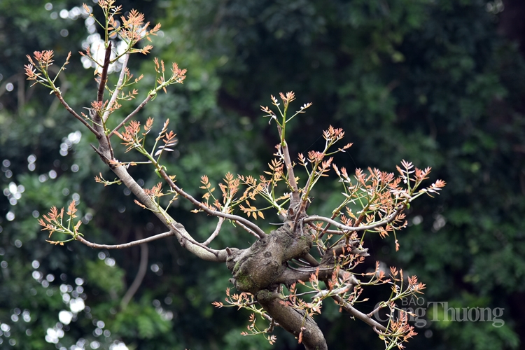 sac thai ha noi khuc giao mua