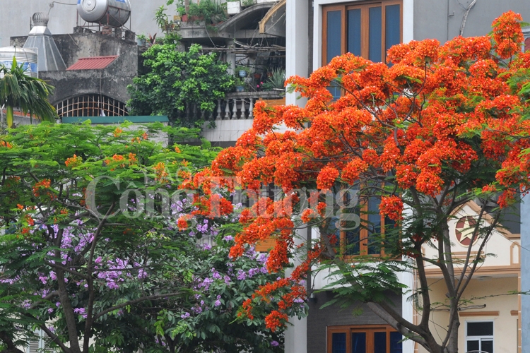 ruc ro sac hoa he ha noi