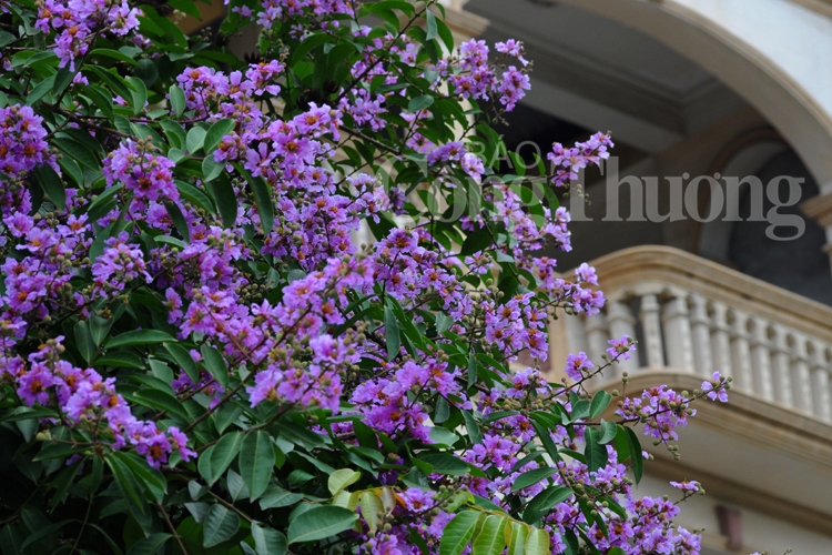 ruc ro sac hoa he ha noi