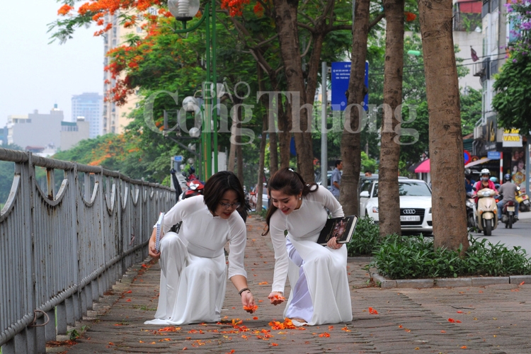 ruc ro sac hoa he ha noi