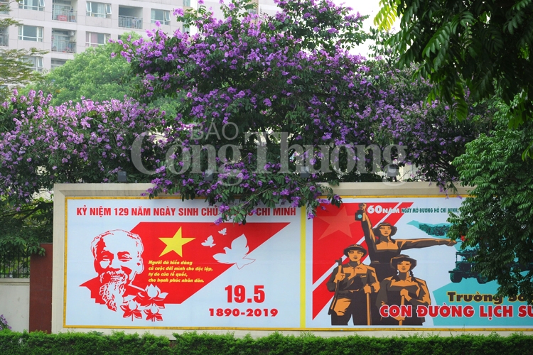 ruc ro sac hoa he ha noi