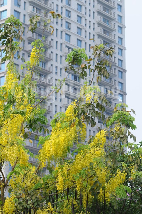 ruc ro sac hoa he ha noi