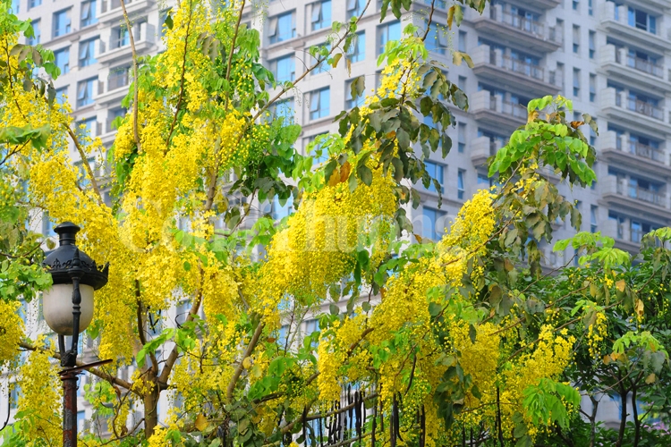 ruc ro sac hoa he ha noi
