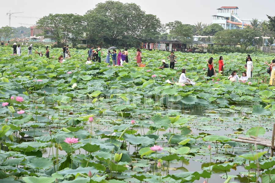 ngot ngao sac huong sen ho tay ha noi