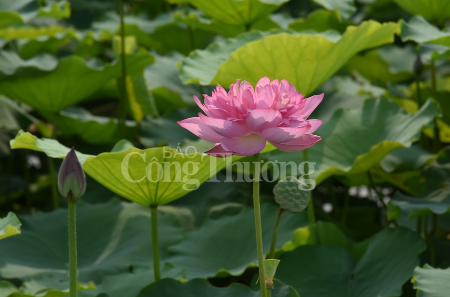 ngot ngao sac huong sen ho tay ha noi