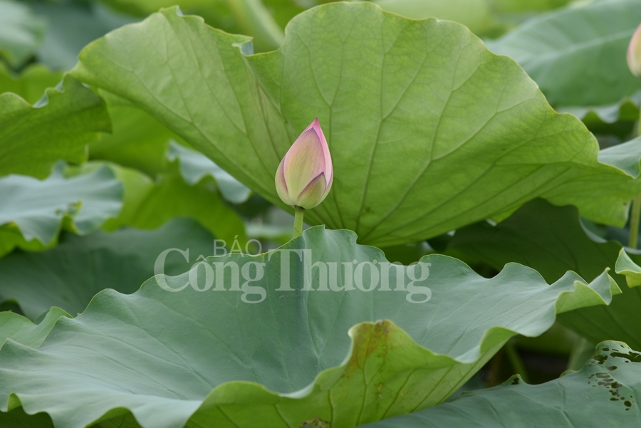 ngot ngao sac huong sen ho tay ha noi