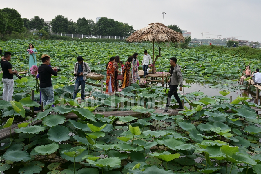 ngot ngao sac huong sen ho tay ha noi