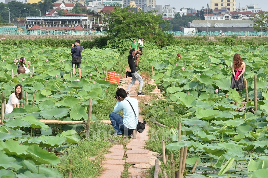 ngot ngao sac huong sen ho tay ha noi