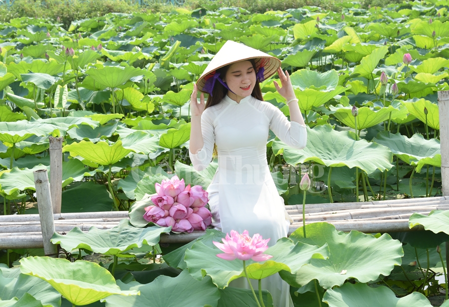 ngot ngao sac huong sen ho tay ha noi