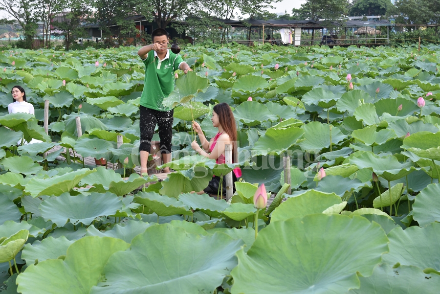 ngot ngao sac huong sen ho tay ha noi