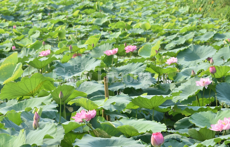 ngot ngao sac huong sen ho tay ha noi