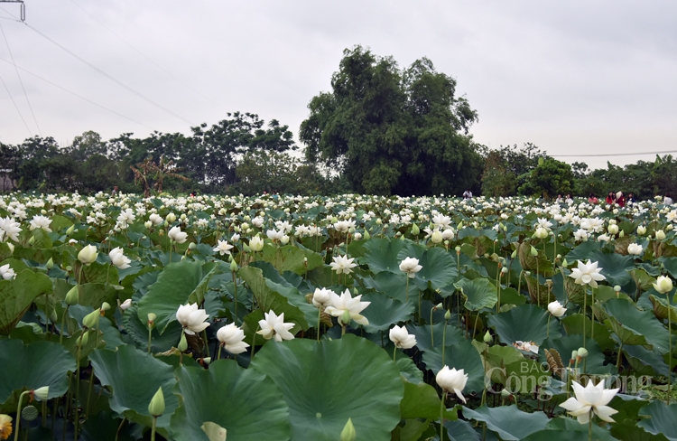 tinh khoi sen trang ngoai thanh ha noi