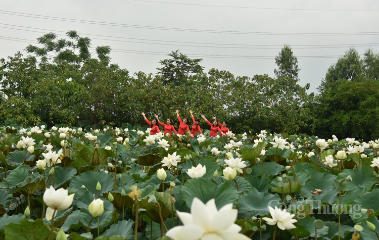 tinh khoi sen trang ngoai thanh ha noi