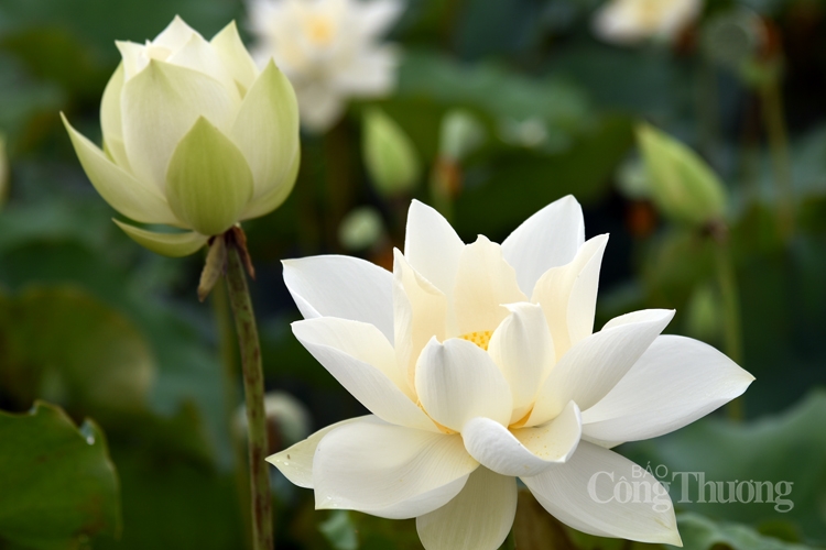 tinh khoi sen trang ngoai thanh ha noi